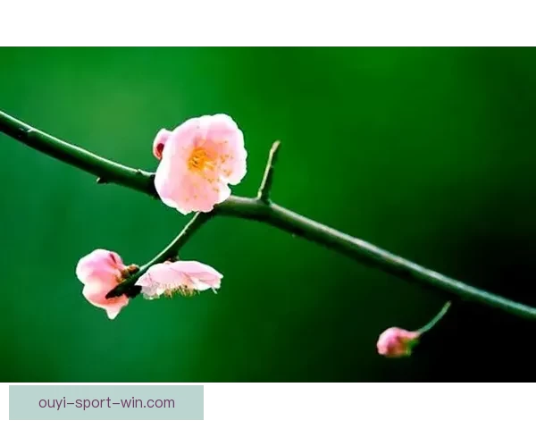 围绕世界杯竞猜游戏规则解析与投注技巧全面指南助你轻松参与精彩赛事竞猜